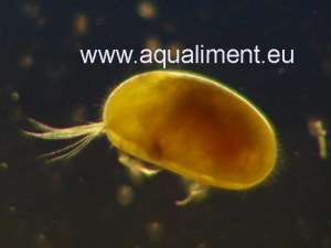 Souche d'ostracodes